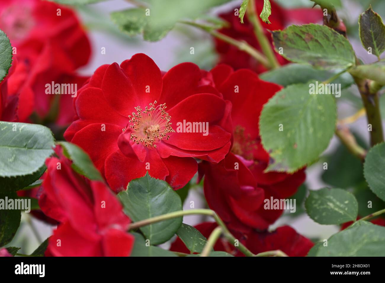 Wild red and perfekt Roses in Germany Stock Photo