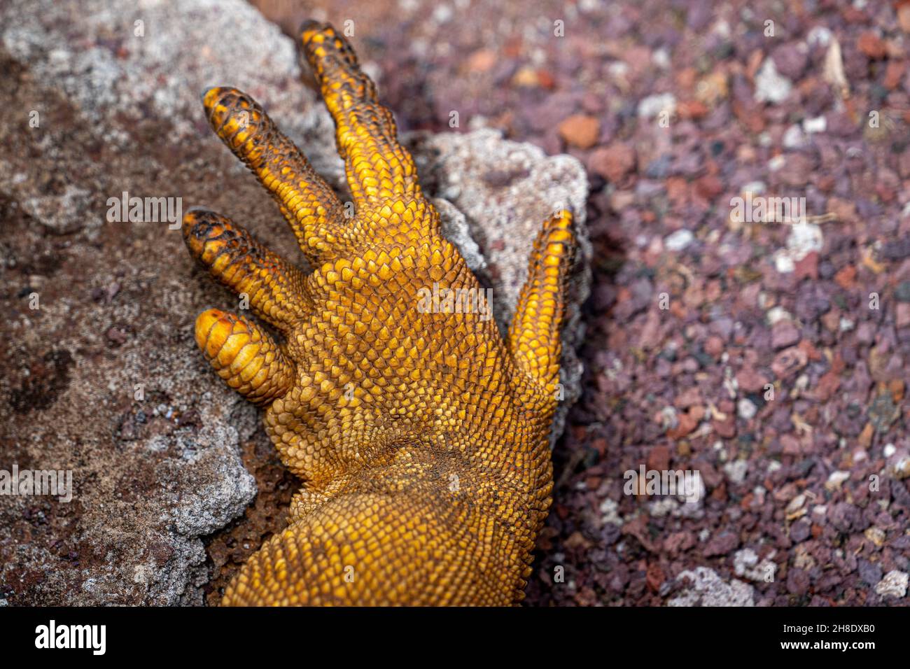 Close-up shot of a lizard hand on a stone surface. Stock Photo