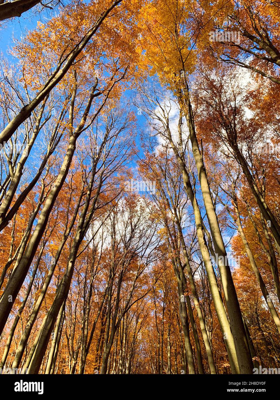 Low angle shot of autumn trees Stock Photo - Alamy