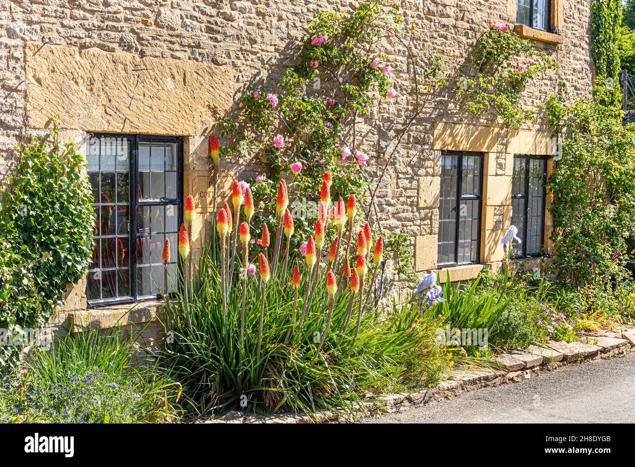 Red hot pokers flowering in early June in the Cotswold village of Naunton in the valley of the River Windrush, Gloucestershire UK Stock Photo