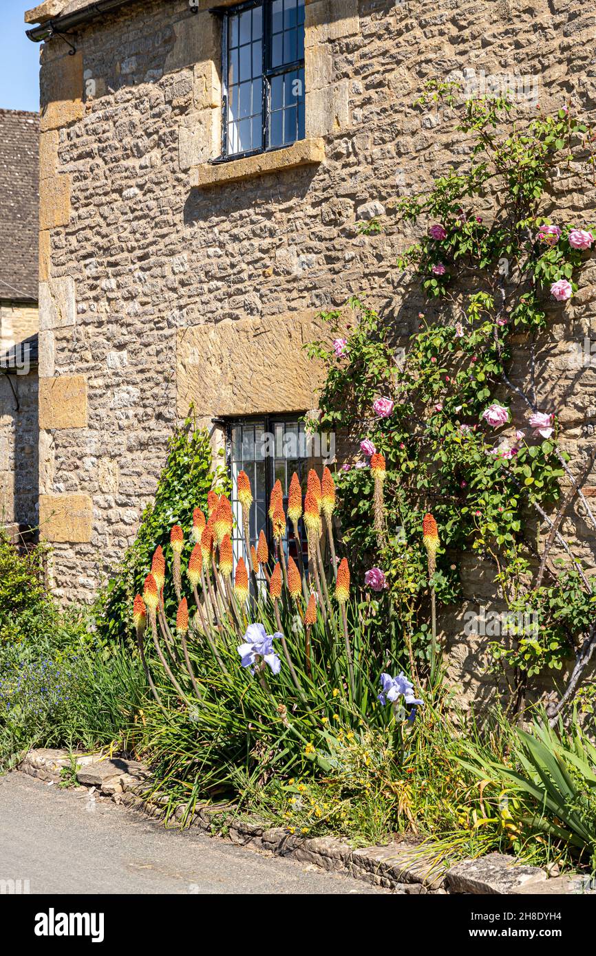 Red hot pokers flowering in early June in the Cotswold village of Naunton in the valley of the River Windrush, Gloucestershire UK Stock Photo