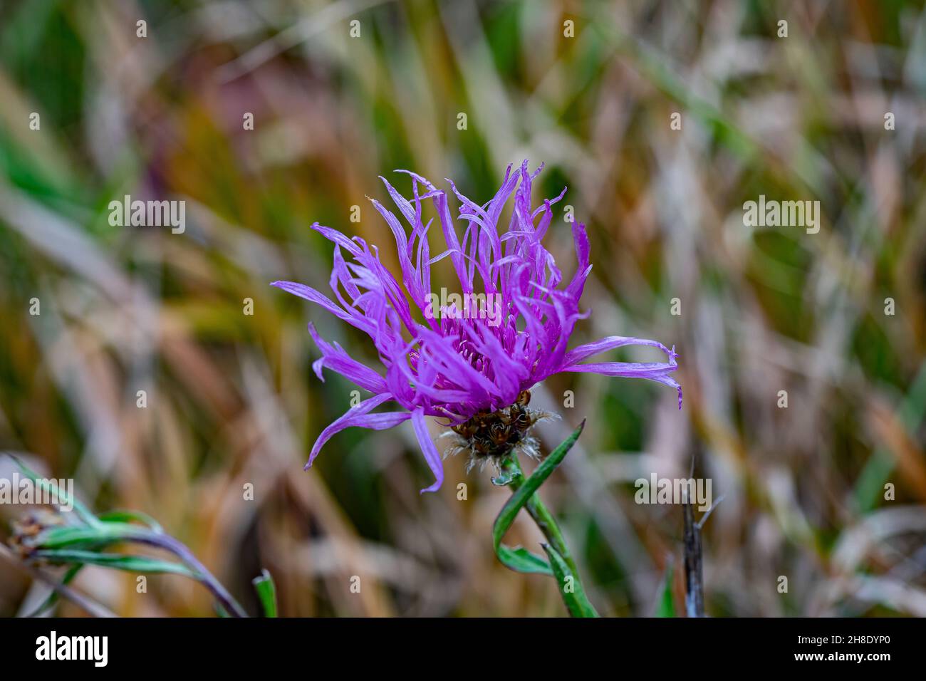 Big pink flowers hi-res stock photography and images - Alamy