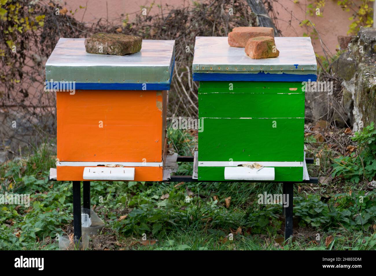 Two wooden beehives painted orange and green color on a yard in a village on an autumn day Stock Photo