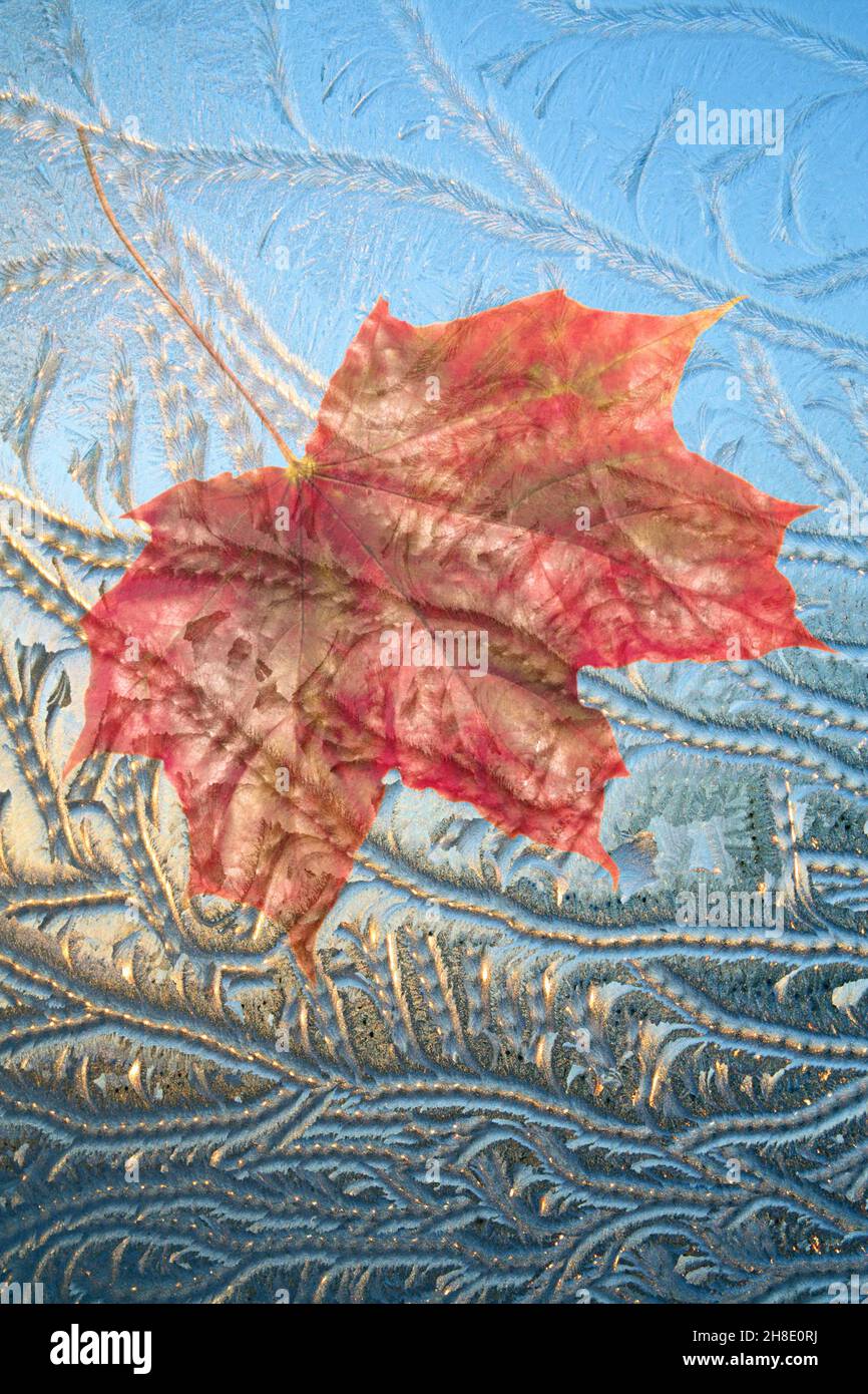 Autumn red maple leaf adhered to the window with artwork frost work Stock Photo
