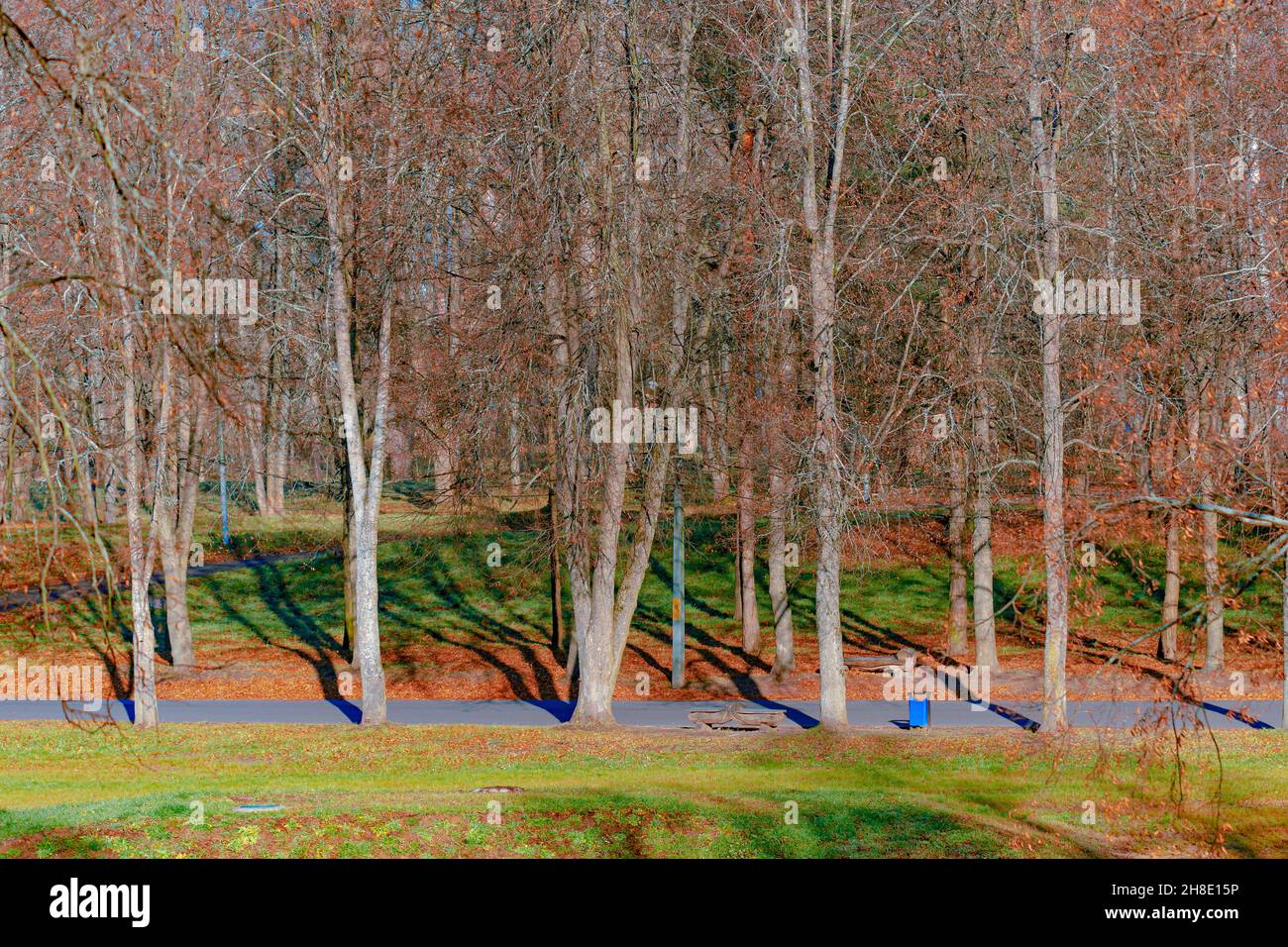 A beautiful autumn park with trees with fallen leaves, with paved footpaths on a sunny October day Stock Photo