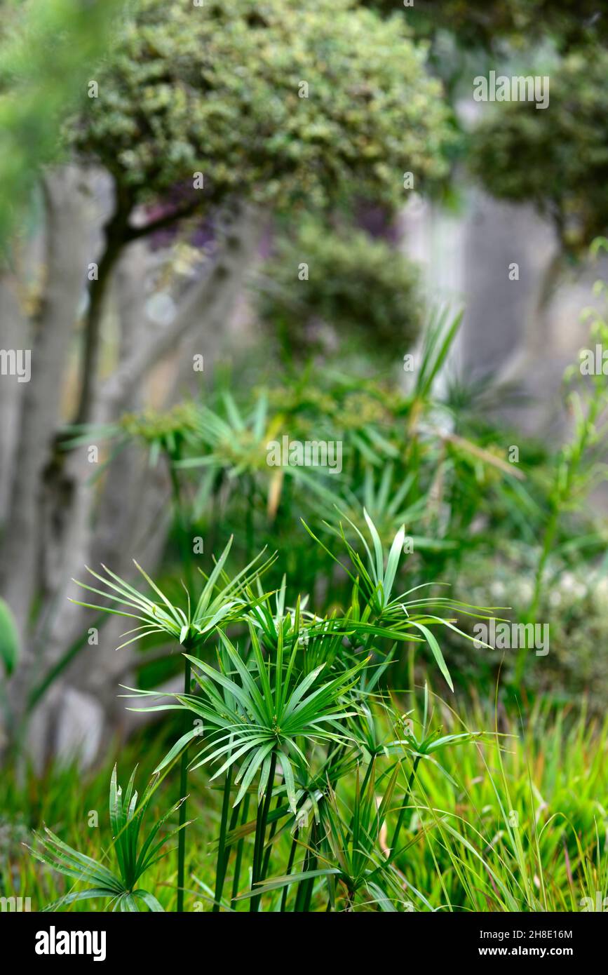 Cyperus papyrus, papyrus,papyrus sedge,paper reed,Indian matting plant,Nile grass,mixed with Hakonechloa macra,Japanese Hakon Grass,grass border,grass Stock Photo