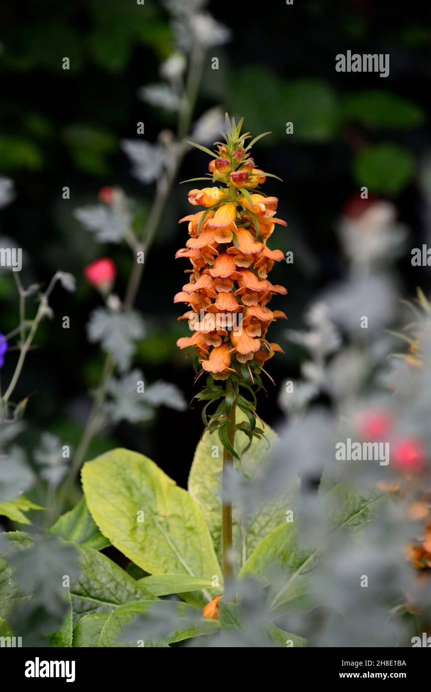 Digitalis canariensis,Canary Island foxglove,Isoplexis canariensis ...