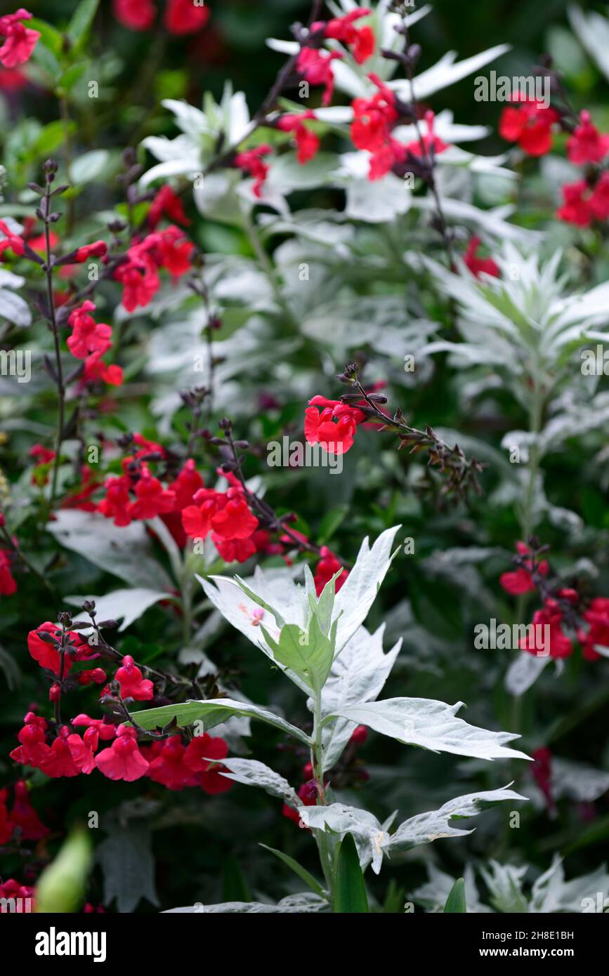 Salvia greggii Royal Bumble,salvias,sage,sages,scarlet,red,flower,flowers,flowering,scented,Artemisia ludoviciana,silver leaves,silver foliage,foliage Stock Photo