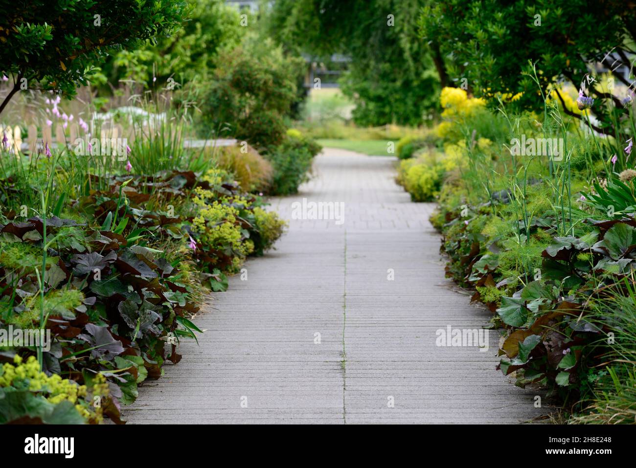 path,pathway,garden borders,ligularia foliage,dierama,mixed planting scheme,mixed bed,mixed borders,garden,gardens,RM Floral Stock Photo