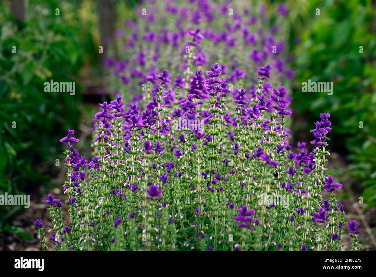 Salvia viridis Blue,Annual clary sage,large purple-blue bracts,large