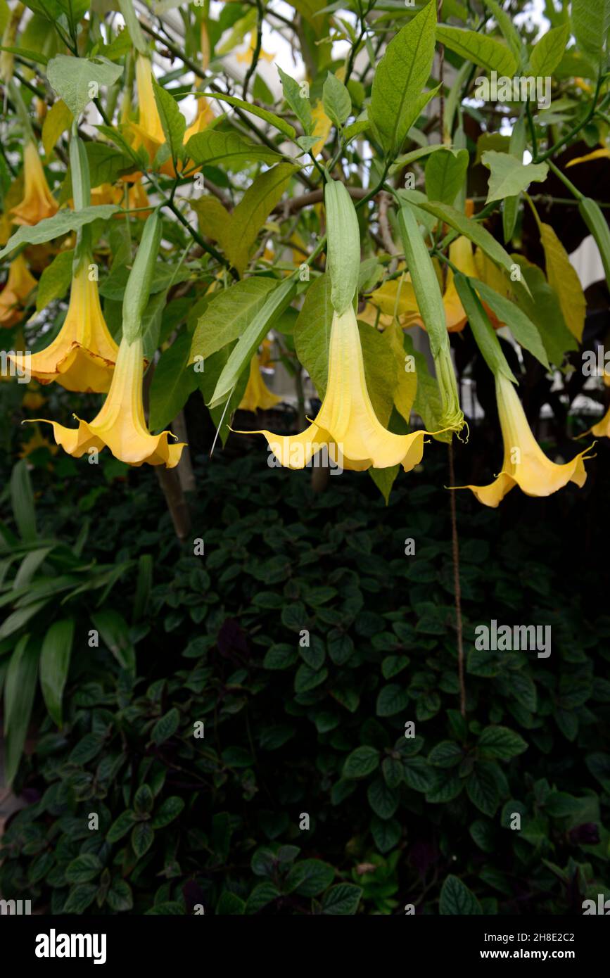 yellow Brugmansia,Angels Trumpets,Datura,flowers,flower,flowering