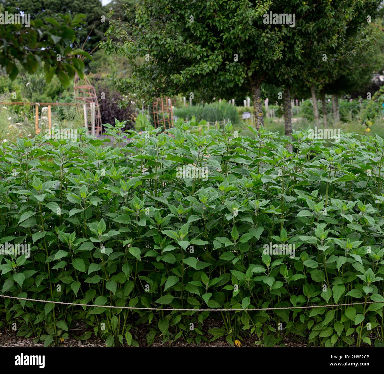 jerusalem artichoke,plants,leaves,foliage,garden,crop,crops,allotment