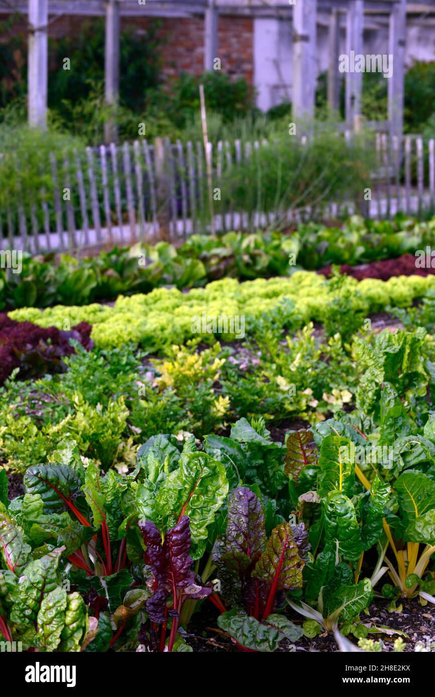chard,chards,leaves,foliage,Beta vulgaris subsp cicla var flavescens ...