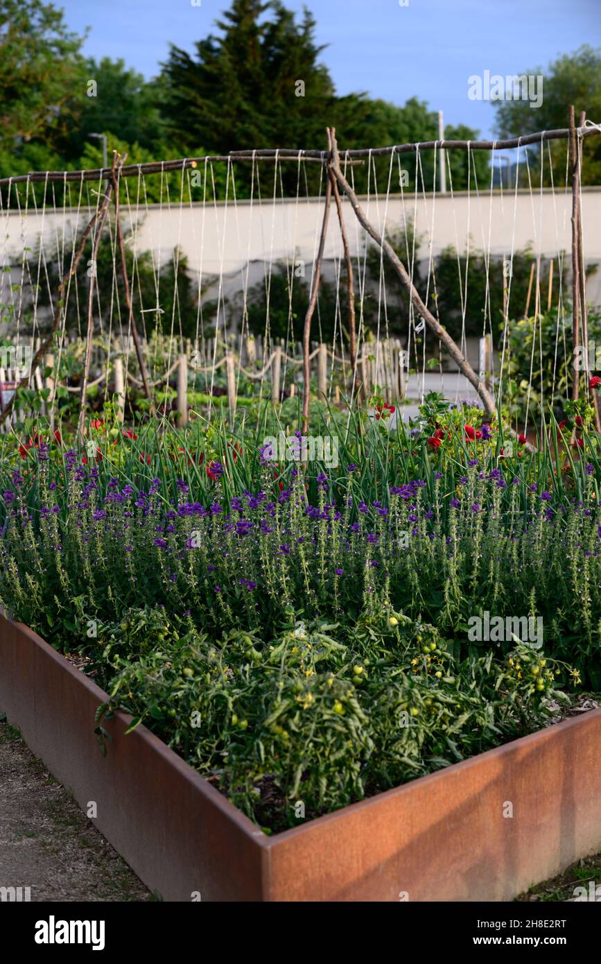 Salvia viridis Blue,Annual clary sage,runner bean,runner beans,climbing
