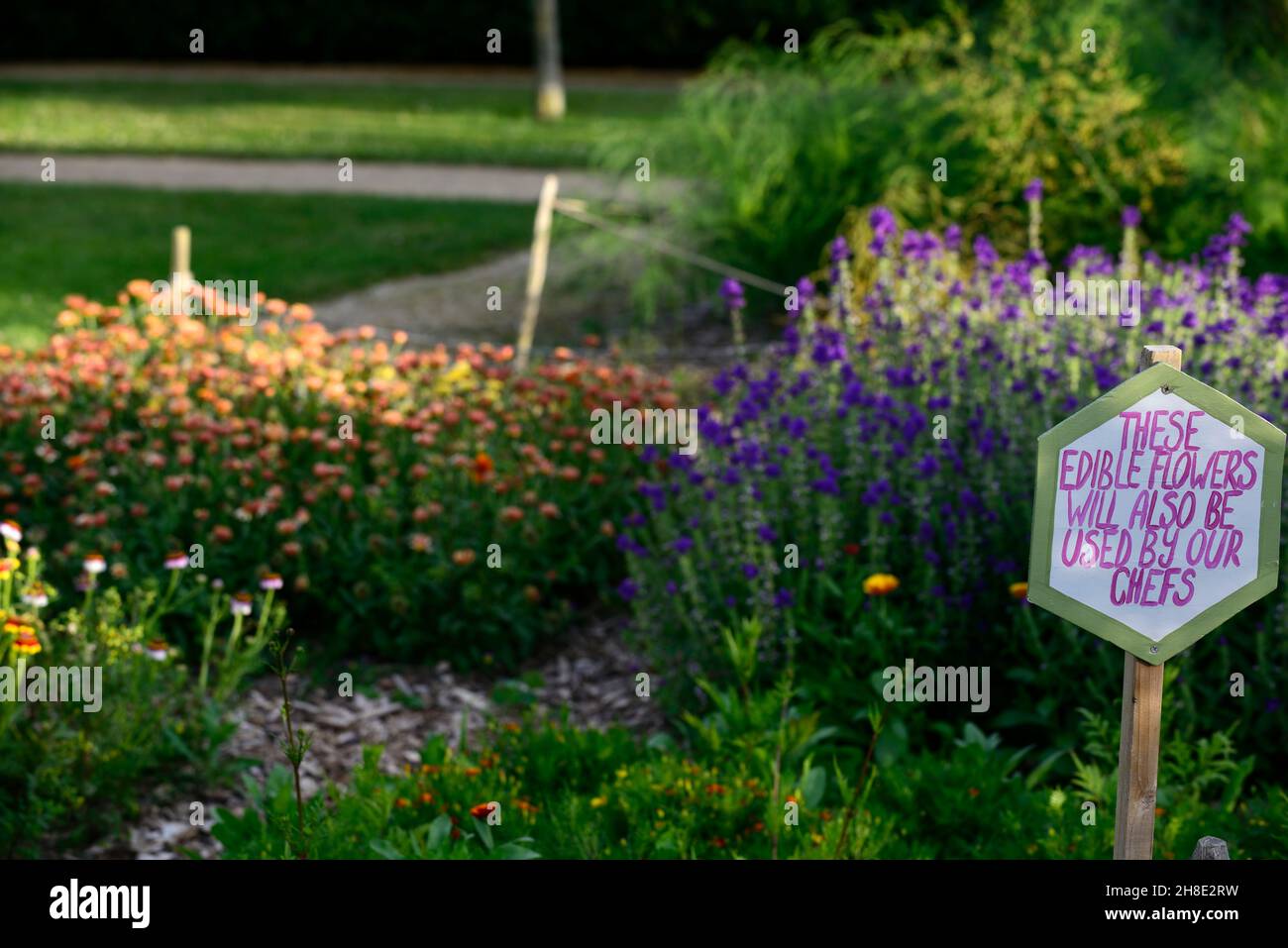 edible flowers, edible planting,hibiscus,calendula
