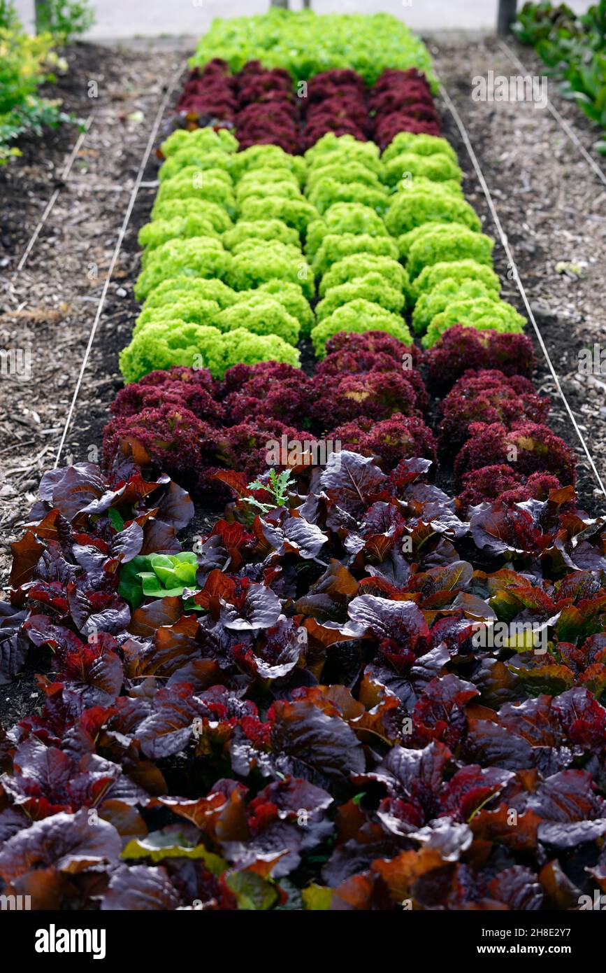 lettuce,lettuces,vegetable garden,edible crop,crops,vegetable,vegetables,veggie,veggies,colourful,colorful,greens,garden,allotment,rows of lettuce,let Stock Photo