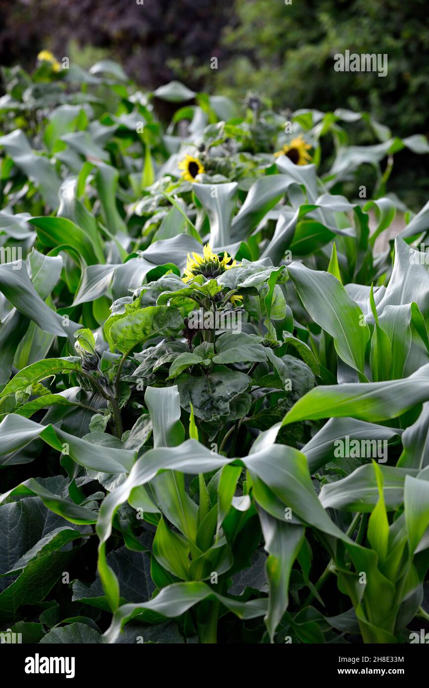 sweetcorn and sunflowers,sweet corn and planting