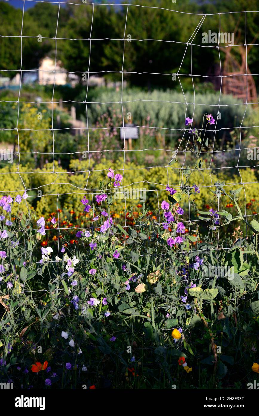 lathyrus, sweet peas,sweet pea, trellis, fence, wire frame,wire fence