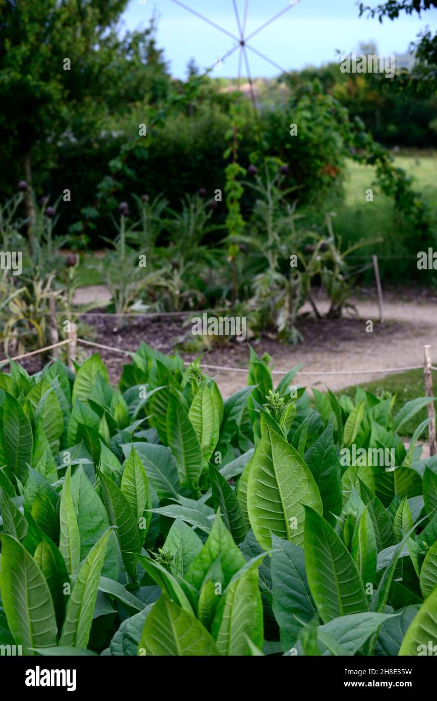 tobacco allotment tobacco plant,leaves,foliage,nicotiana  leaves,garden,gardens,plot,plots,marked,roped,allotment,allotments,RM  FLoral Stock Photo