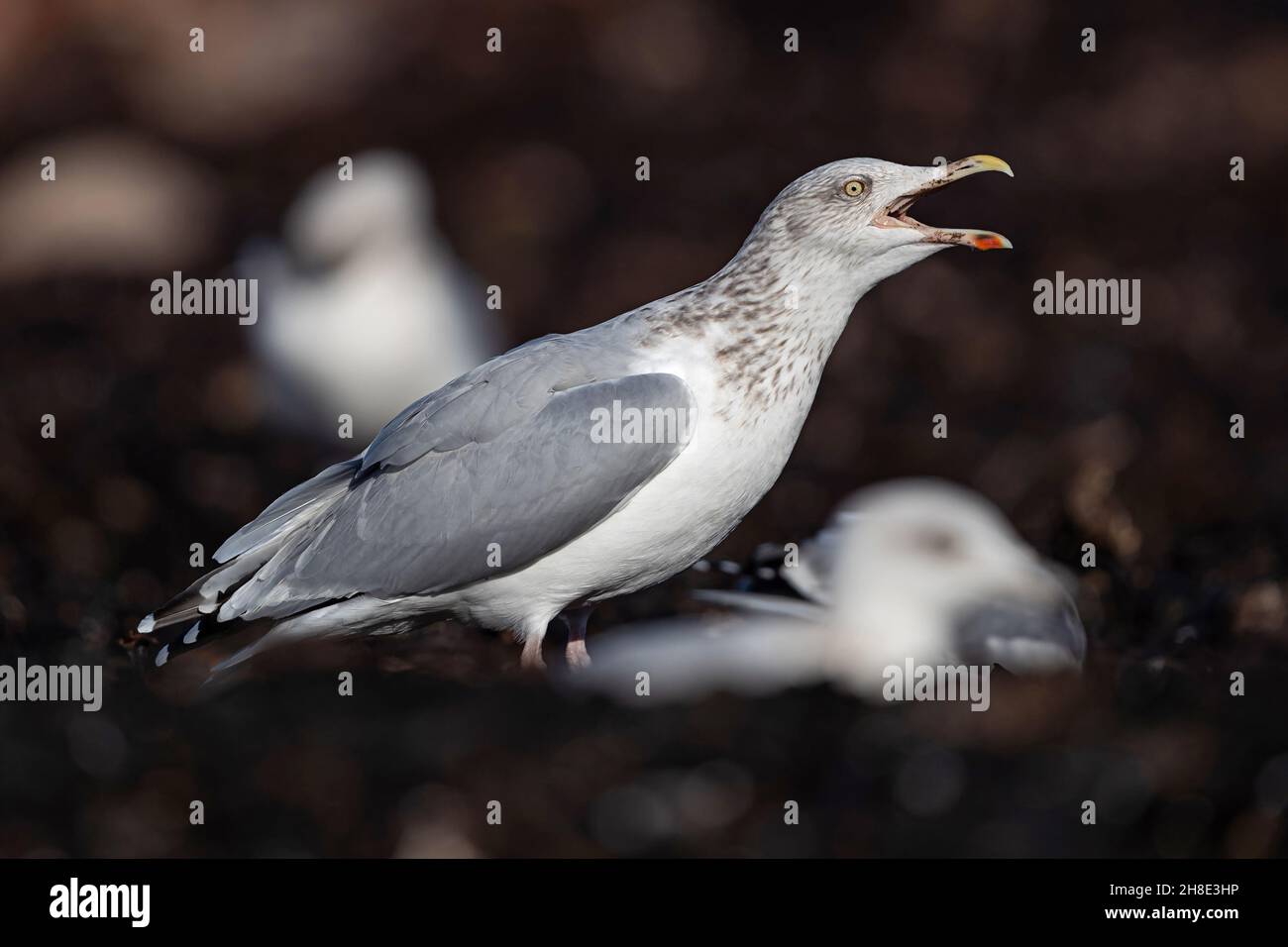 An adult Herring Gull (Larus argentatus) in winter plumage is calling in the seaweed at the beach Stock Photo