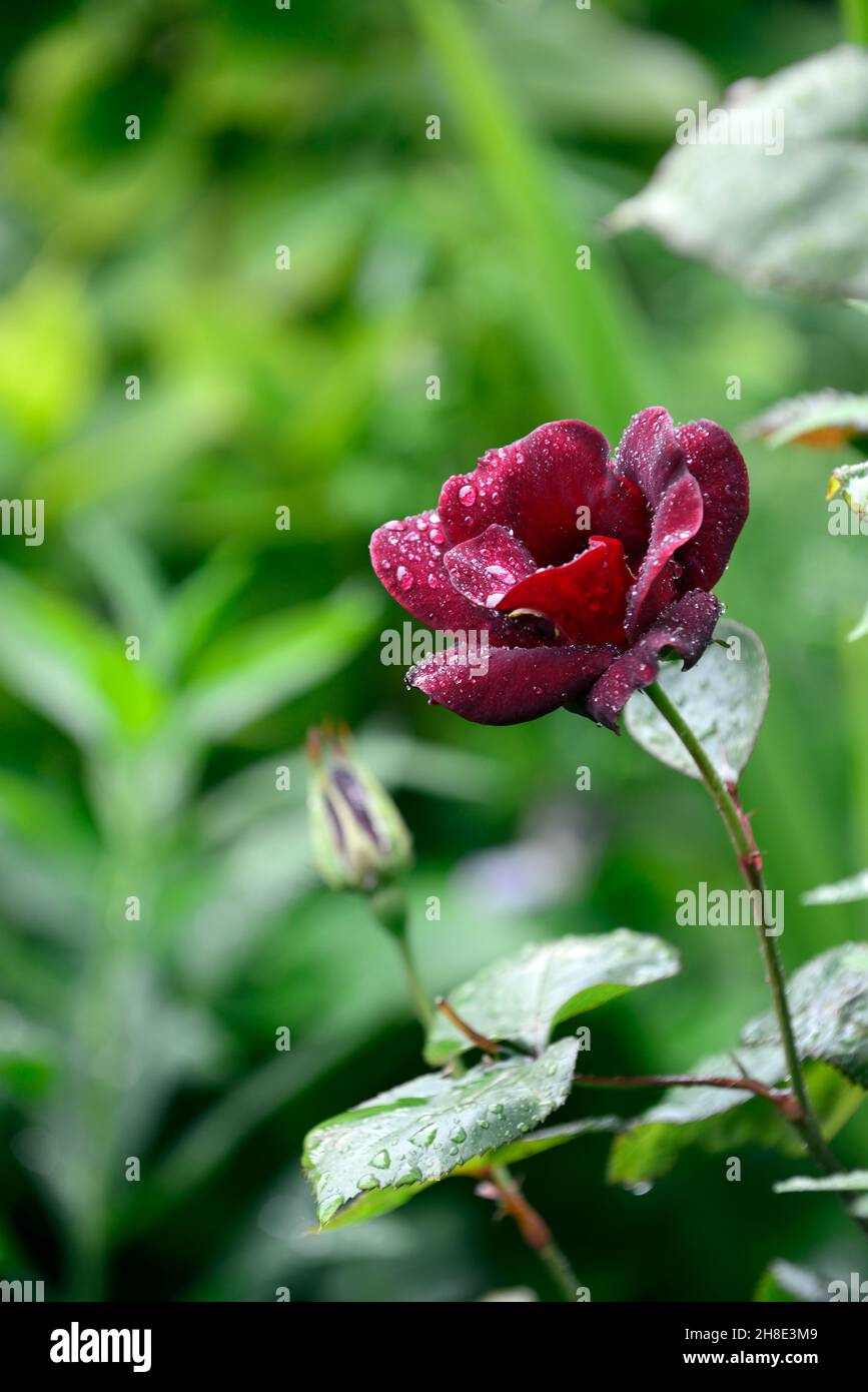 rosa black beauty,dark red rose in the rain,raining,red flowers,red ...