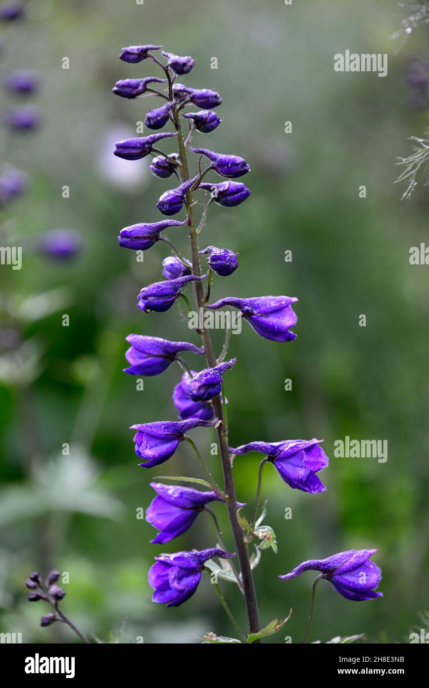 Larkspur, Annual Delphinium,consolida,purple blue flowers,flower,.flower spike,garen,gardens,RM Floral Stock Photo