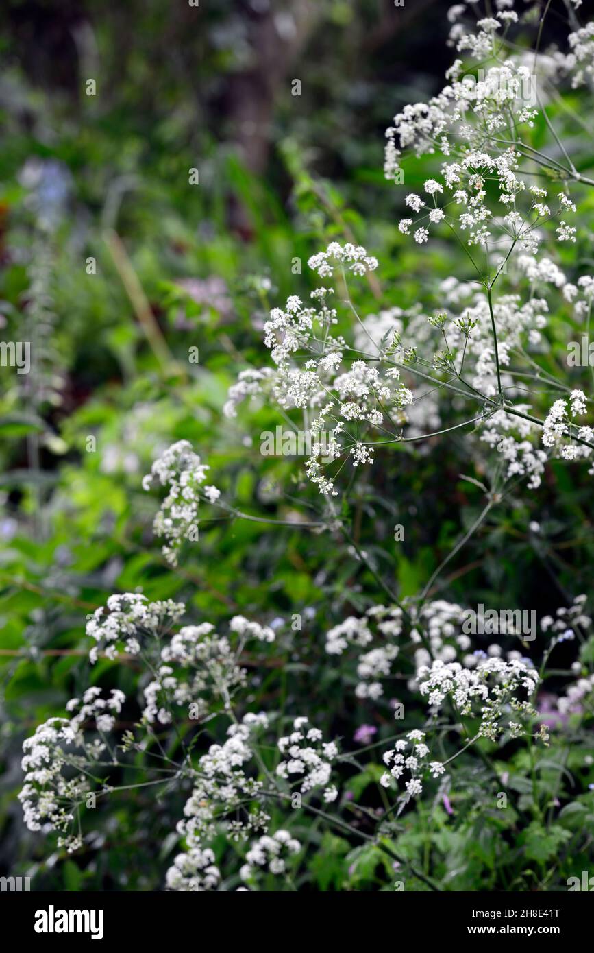 anthriscus sylvestris,leaves,foliage,white,flowers,Cow parsley,flower,flowering,perennial,parsleys,mix,mixed planting scheme,RM floral Stock Photo