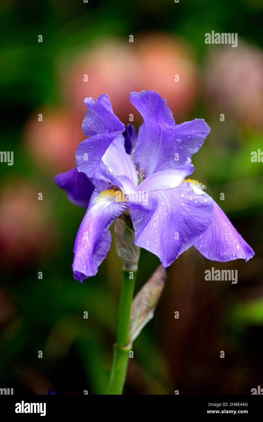 Blue Bearded Iris,Iris germanica,German Iris, Rhizomatous,sky blue flowers,flower,flowering,garden,gardens,peach apricot coloured background,RM Floral Stock Photo