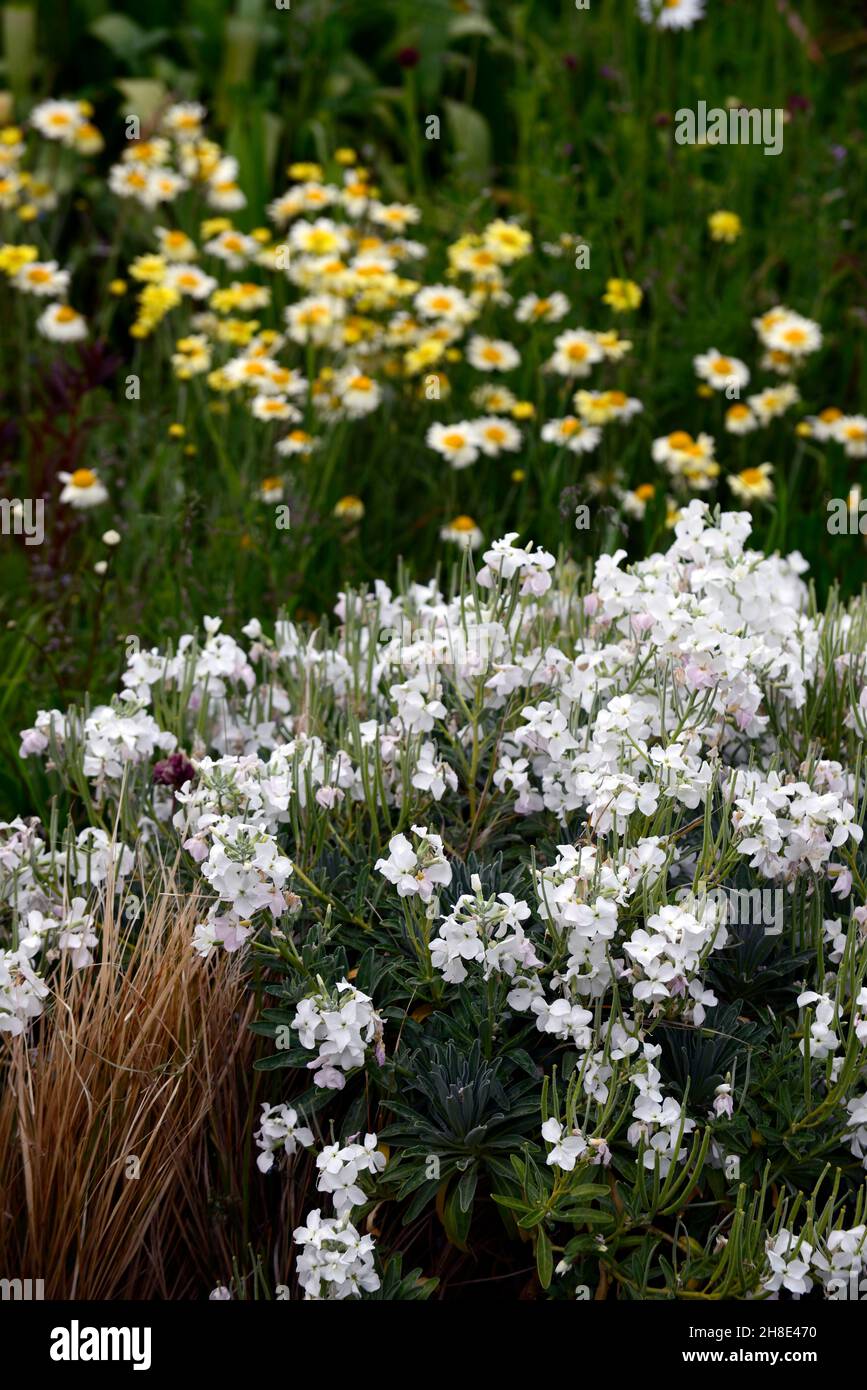 Erysimum cheiri,Cheiranthus cheiri Ivory White,English Wallflower,wallflowers,scented,fragrant,scent,fragrance,flower,flowering,RM floral Stock Photo