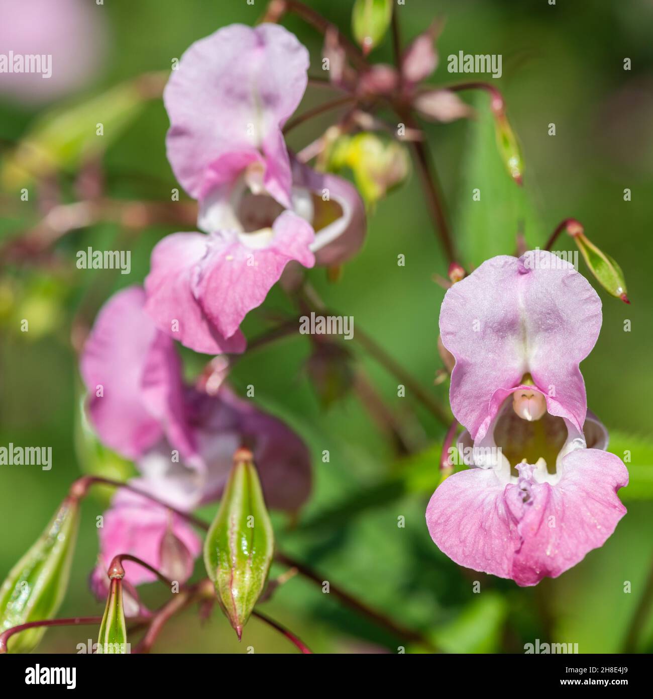 Himalayan balsam (impatiens gladulifera) flowers in bloom Stock Photo