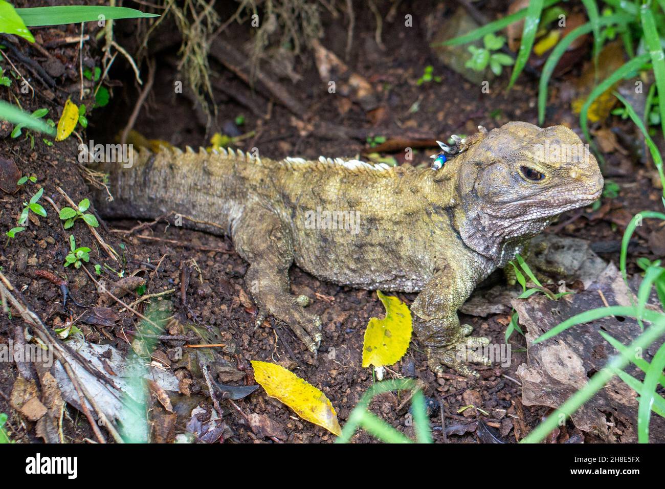 Tuatara (Sphenodon punctatus), a native endemic species of reptile in