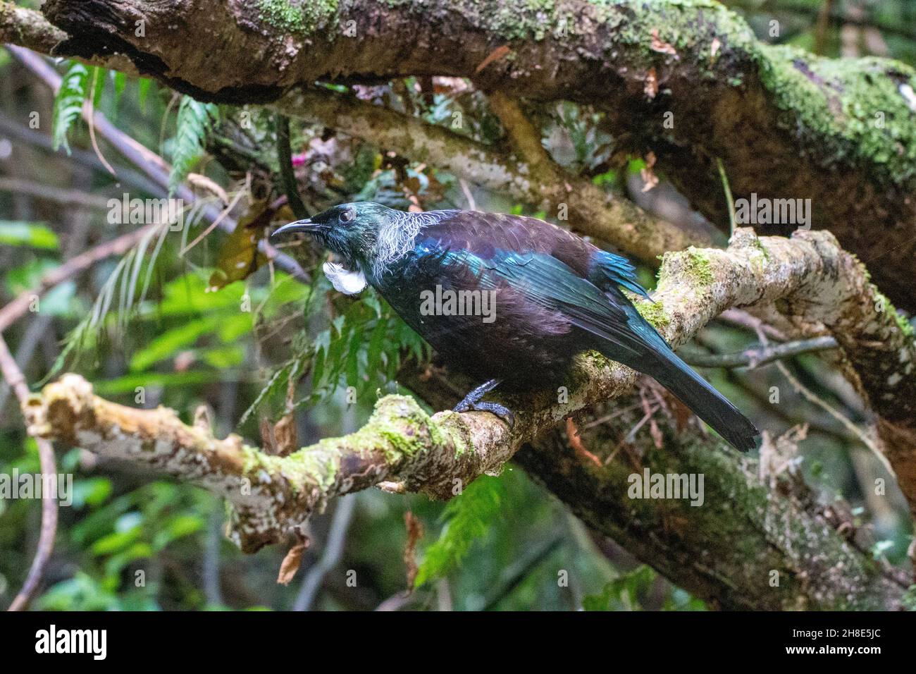 A Tui perched on a branch in Zealandia ecosanctuary, Wellington, New Zealand Stock Photo