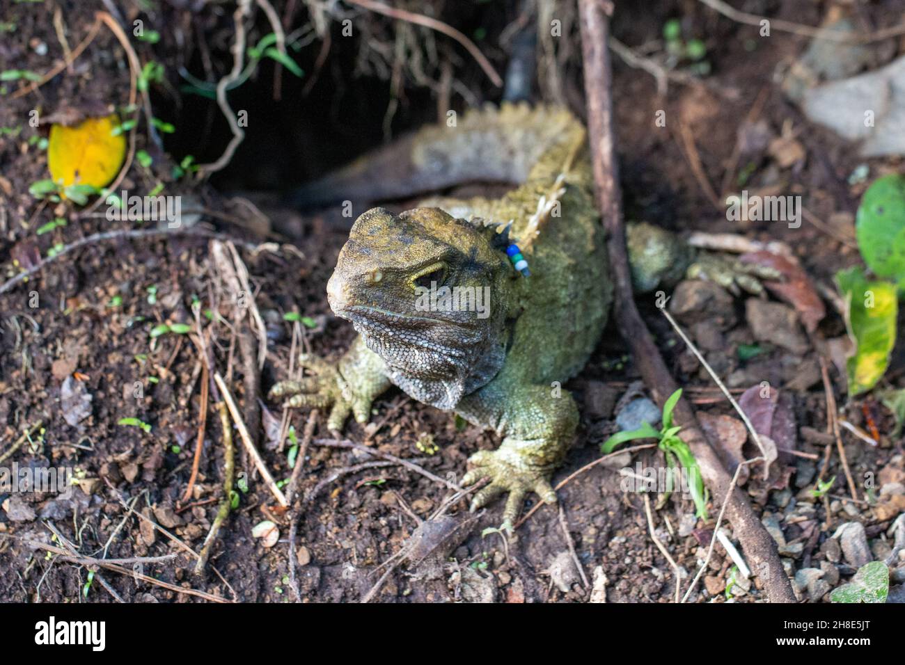 Tuatara (Sphenodon punctatus), a native endemic species of reptile in