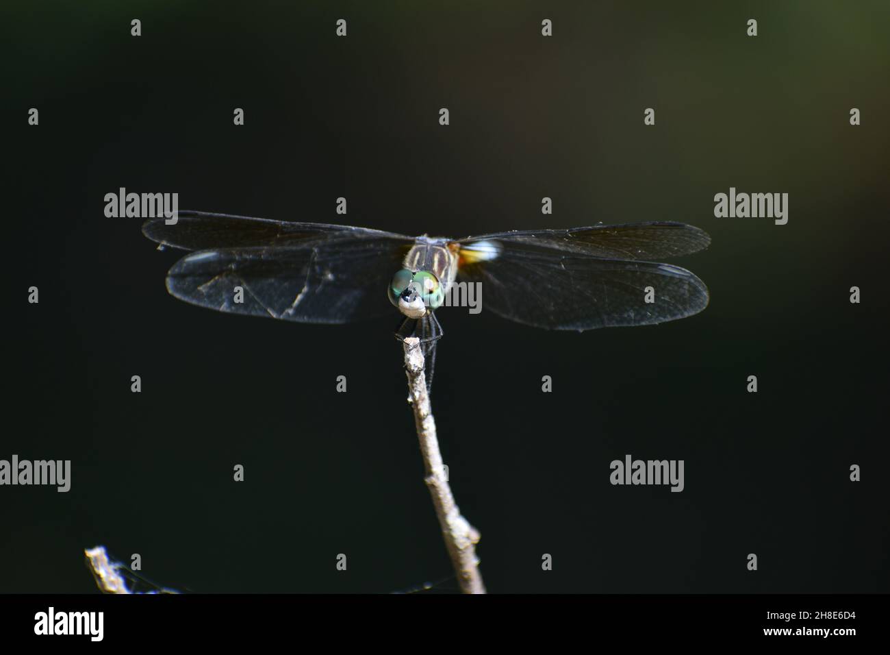 Close-up of a large dragonfly with transparent wings and compound eyes. Stock Photo