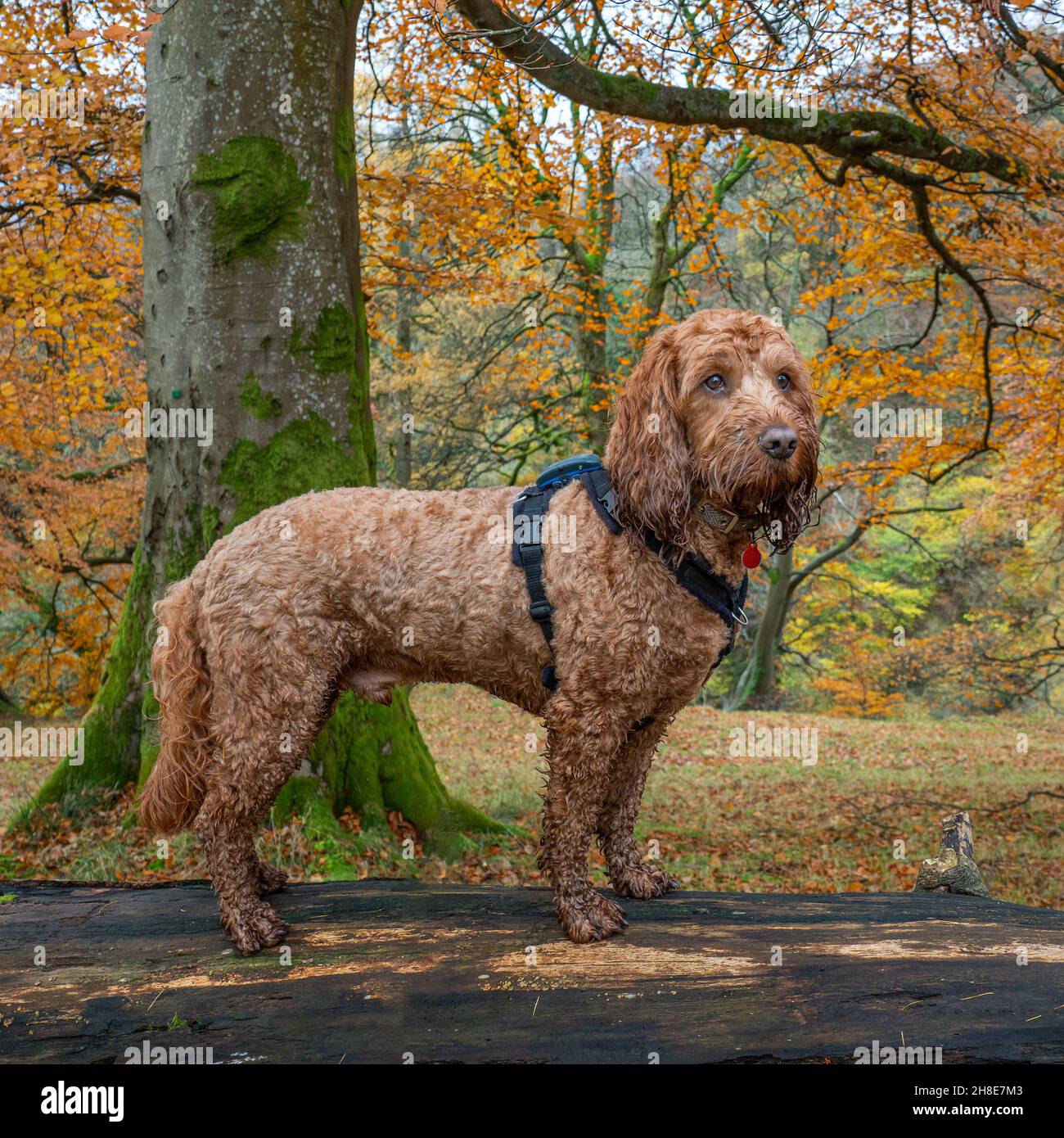 A young cockapoo standing on a fallen tree in autumnal woodland Stock Photo