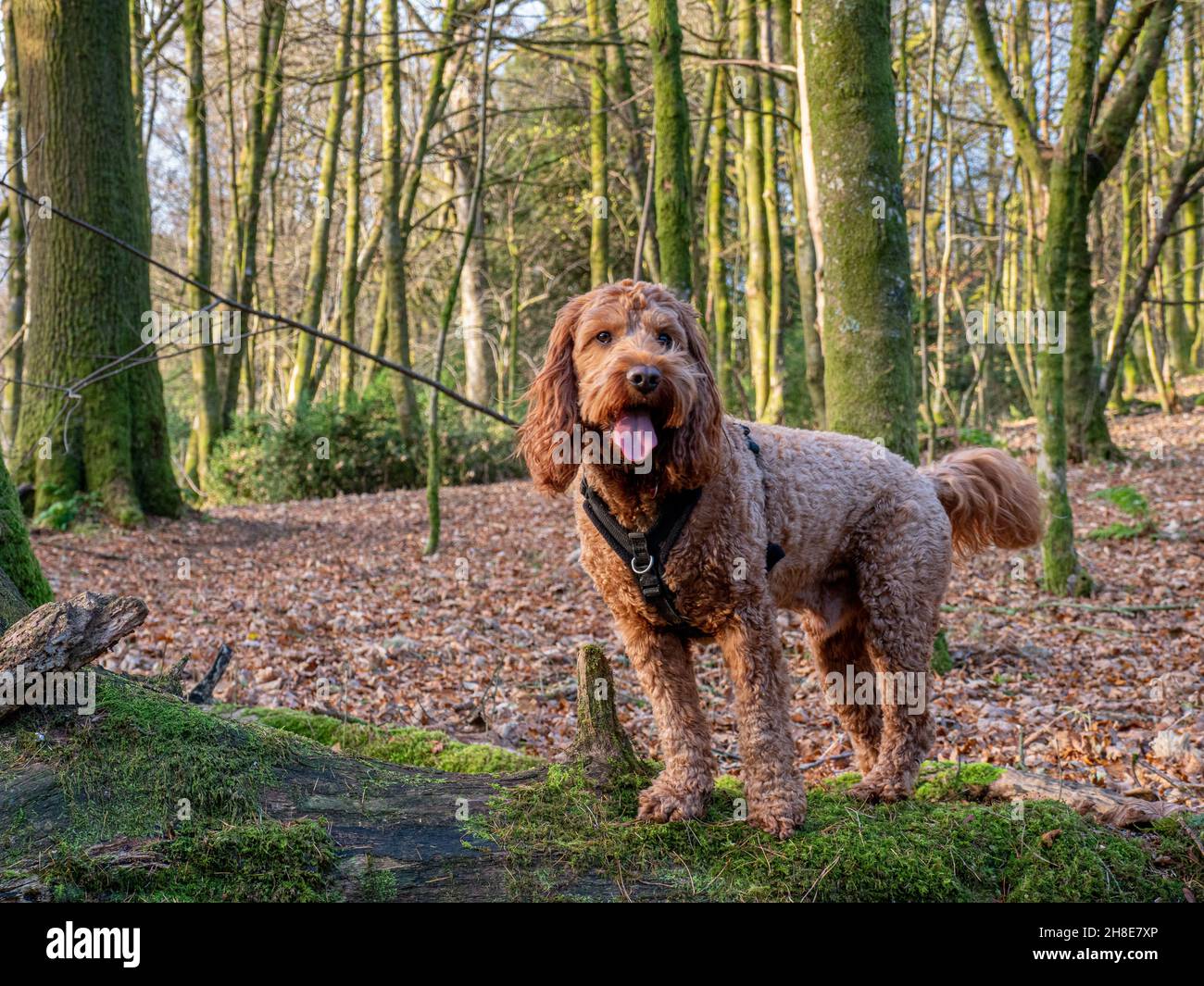 Picture Cockapoo Standing The standing people tree hi-res stock photography and images - Alamy