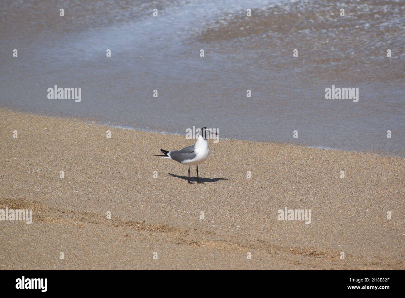 Male seagull hi-res stock photography and images - Alamy