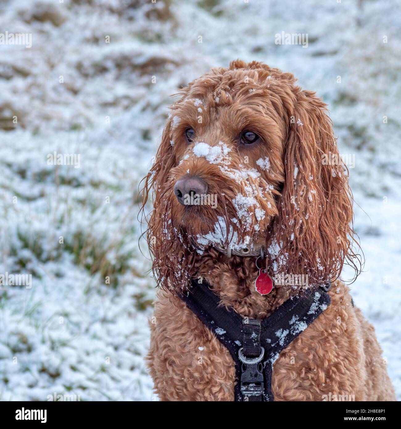 Cockapoo dog face covered in snow during a walk in countryside Stock Photo