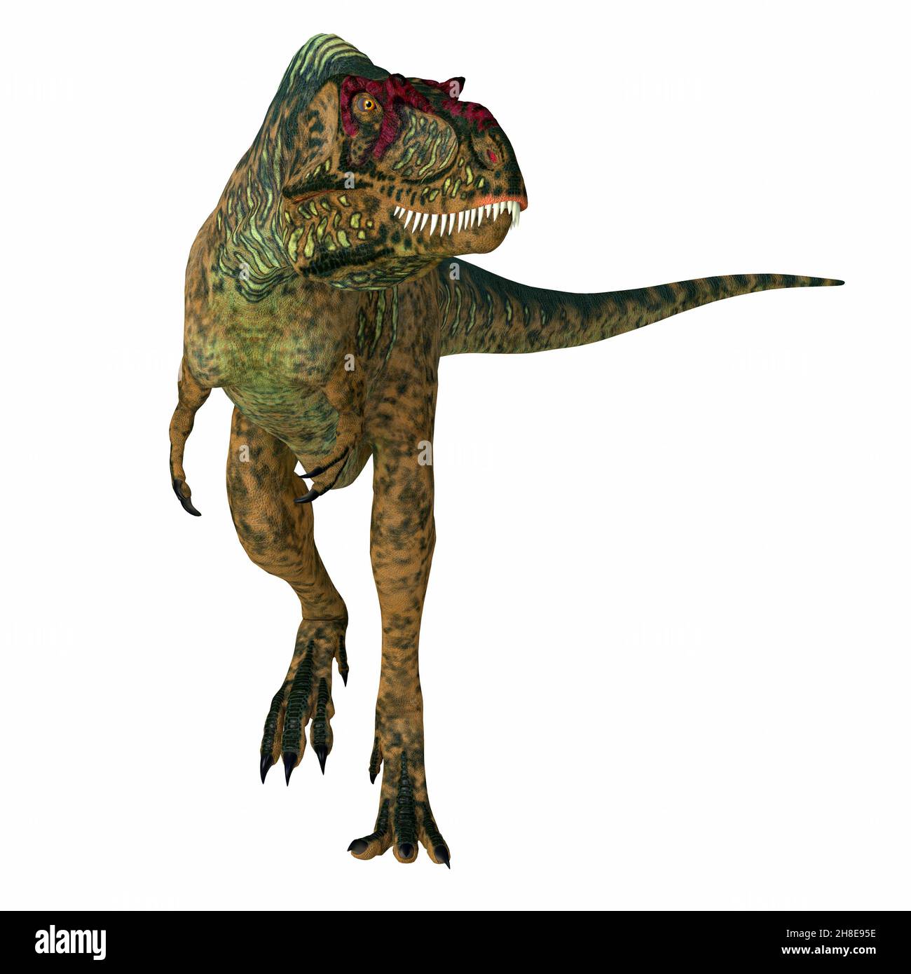 Albertosaurus was a carnivorous theropod dinosaur that lived in North America during the Cretaceous Period. Stock Photo