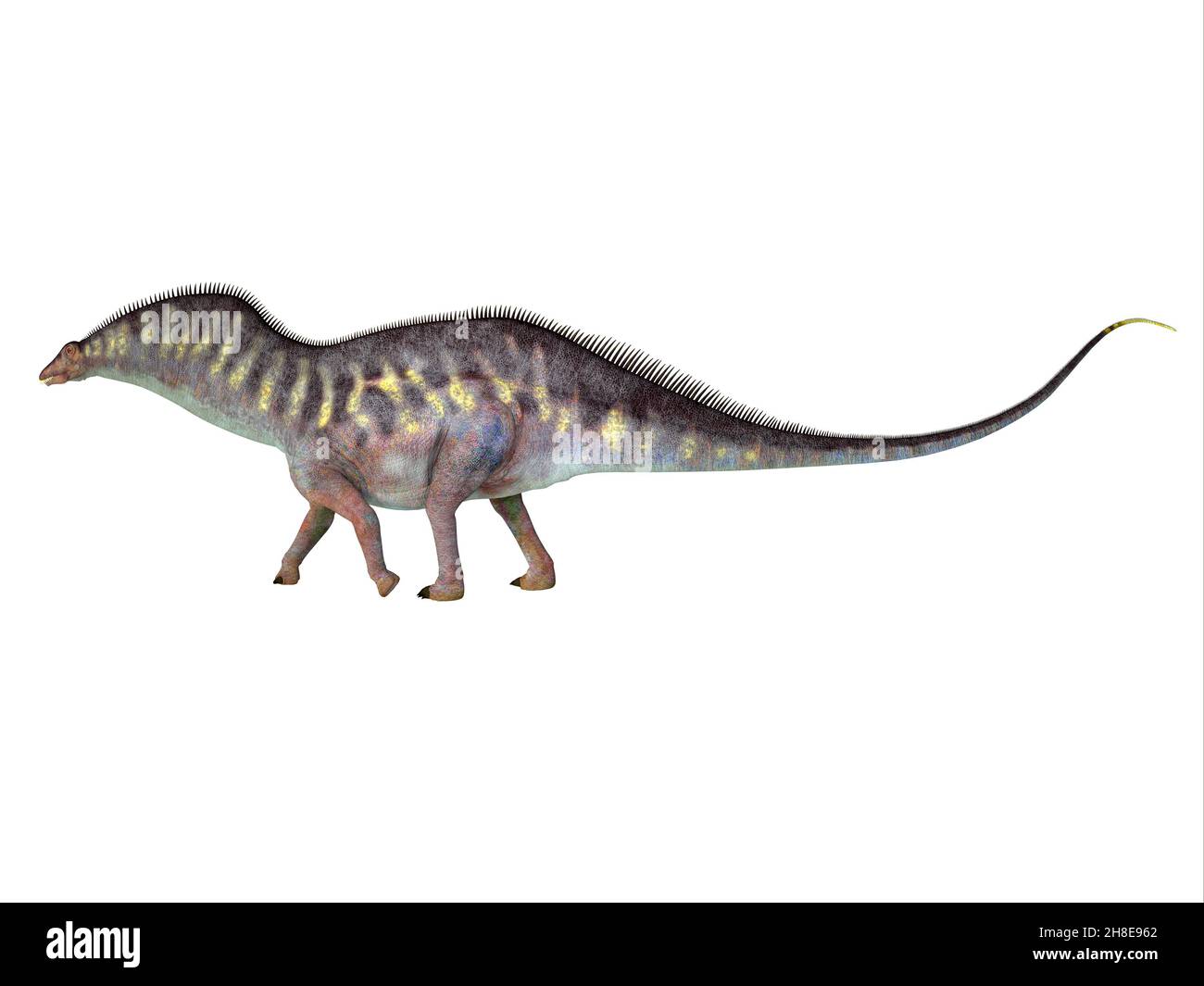 Amargasaurus was a herbivorous sauropod dinosaur that lived in Argentina during the Cretaceous Period. Stock Photo