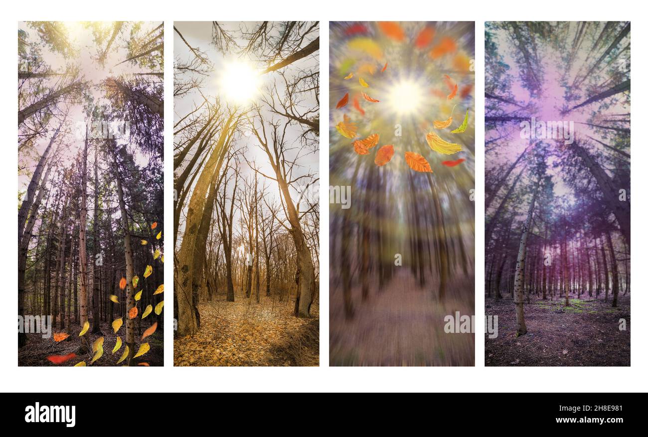 Panoramic vertical photo of forest in autumn with colorful autumn leaves. Vertical format photos collage. Stock Photo