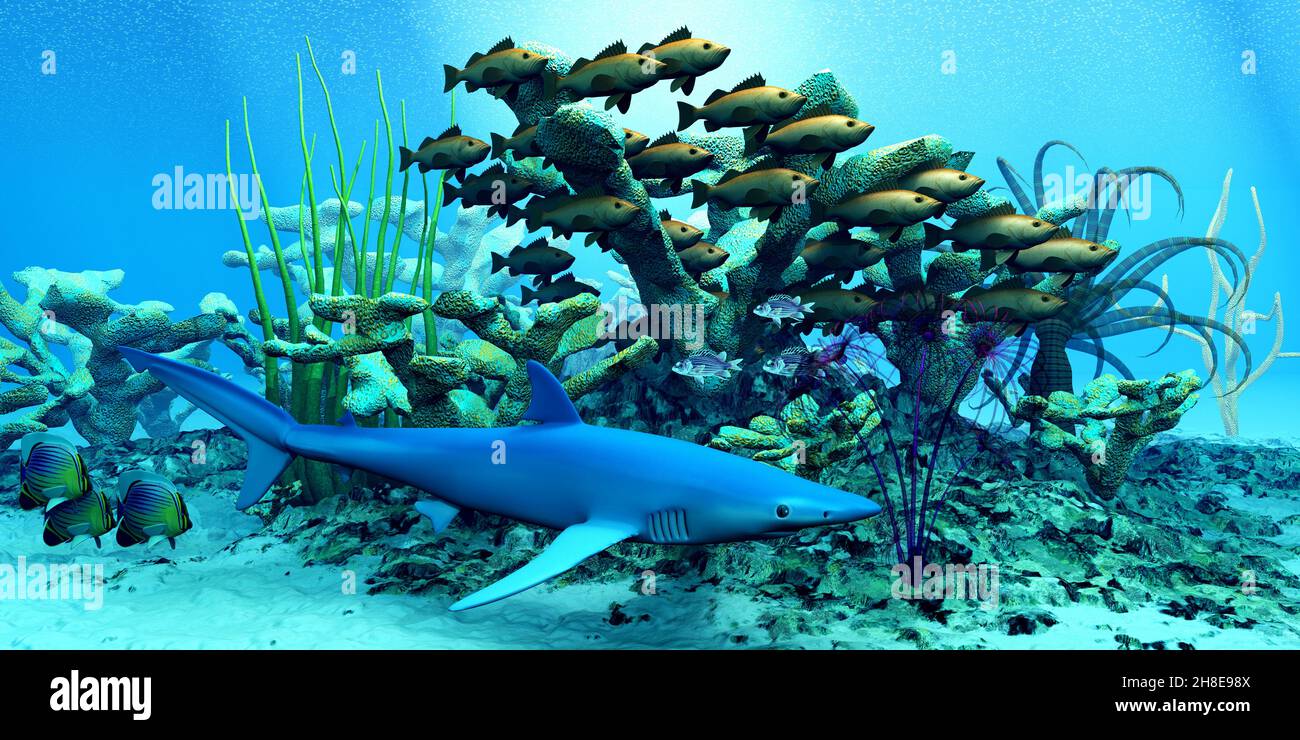 A school of Bocaccio Rockfish swim through a reef and keep a wary eye on a blue shark. Stock Photo