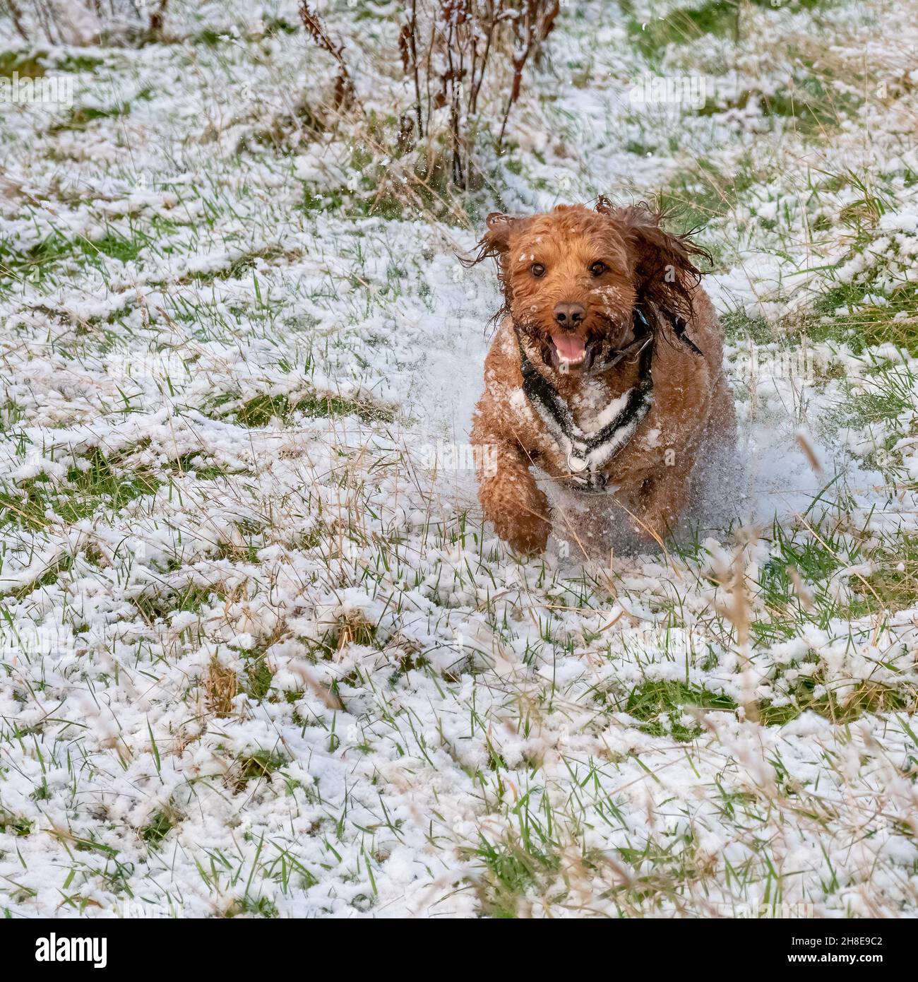Cockapoo dog running in snow during a walk in countryside Stock Photo
