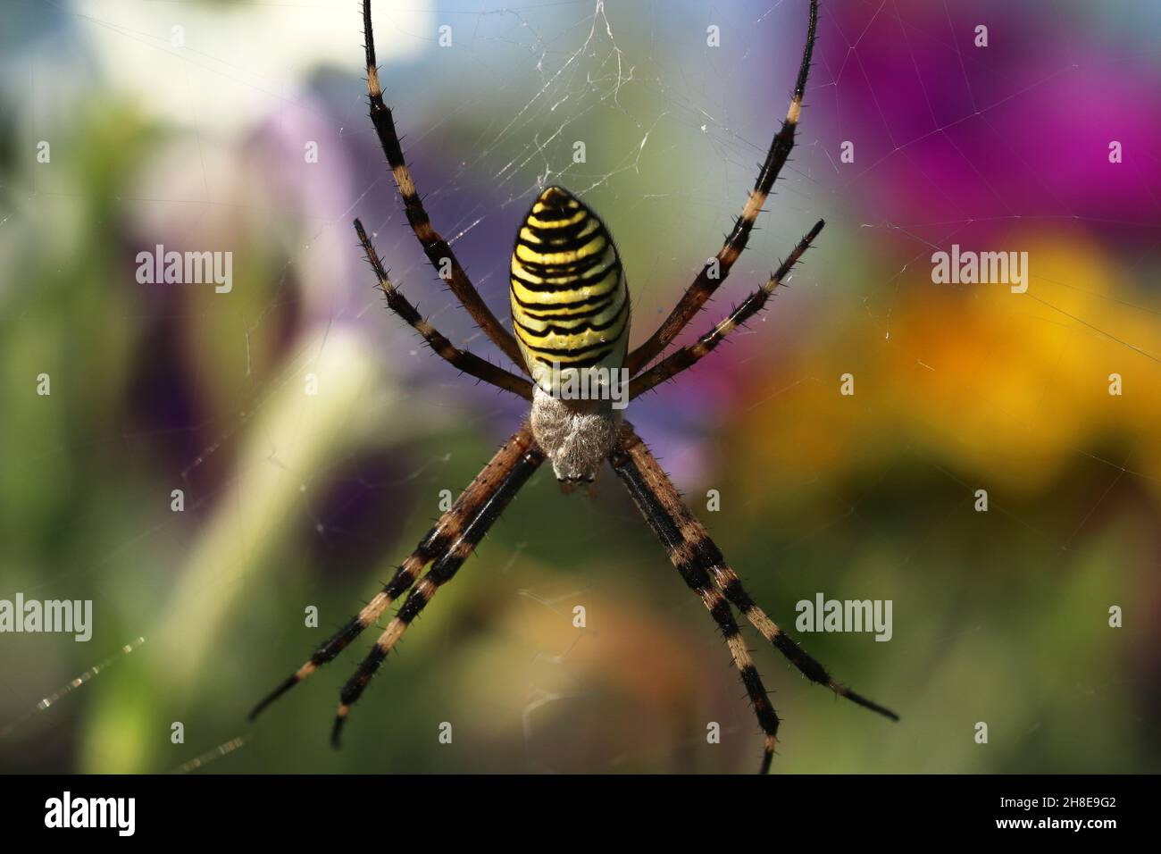 Female spider Argiope Bruennichi, or the wasp-spider on her spiderweb. Blurred background. Stock Photo