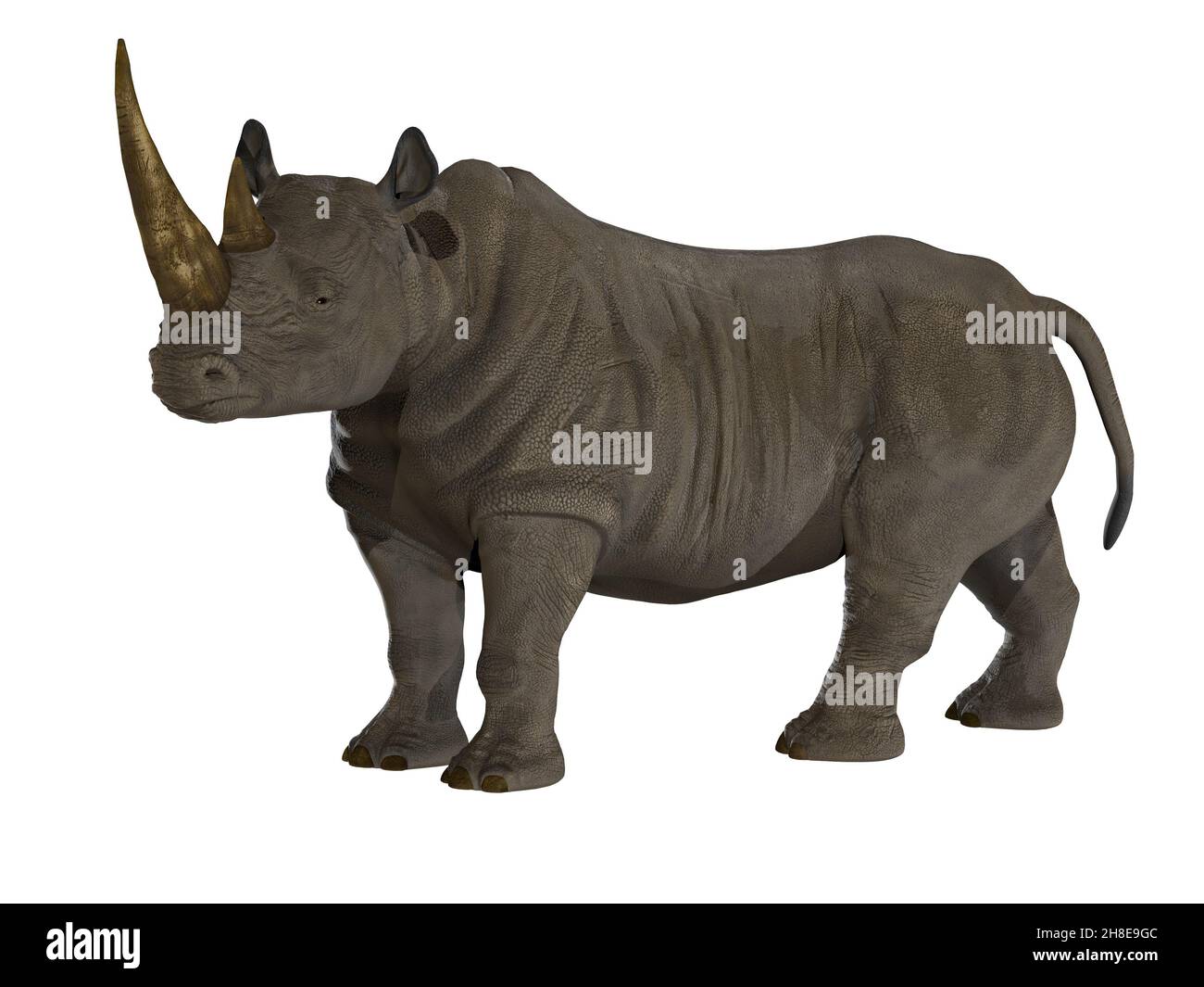 The Rhinoceros is a thick-skinned horned mammal that lives in Africa, India and Asia. Stock Photo