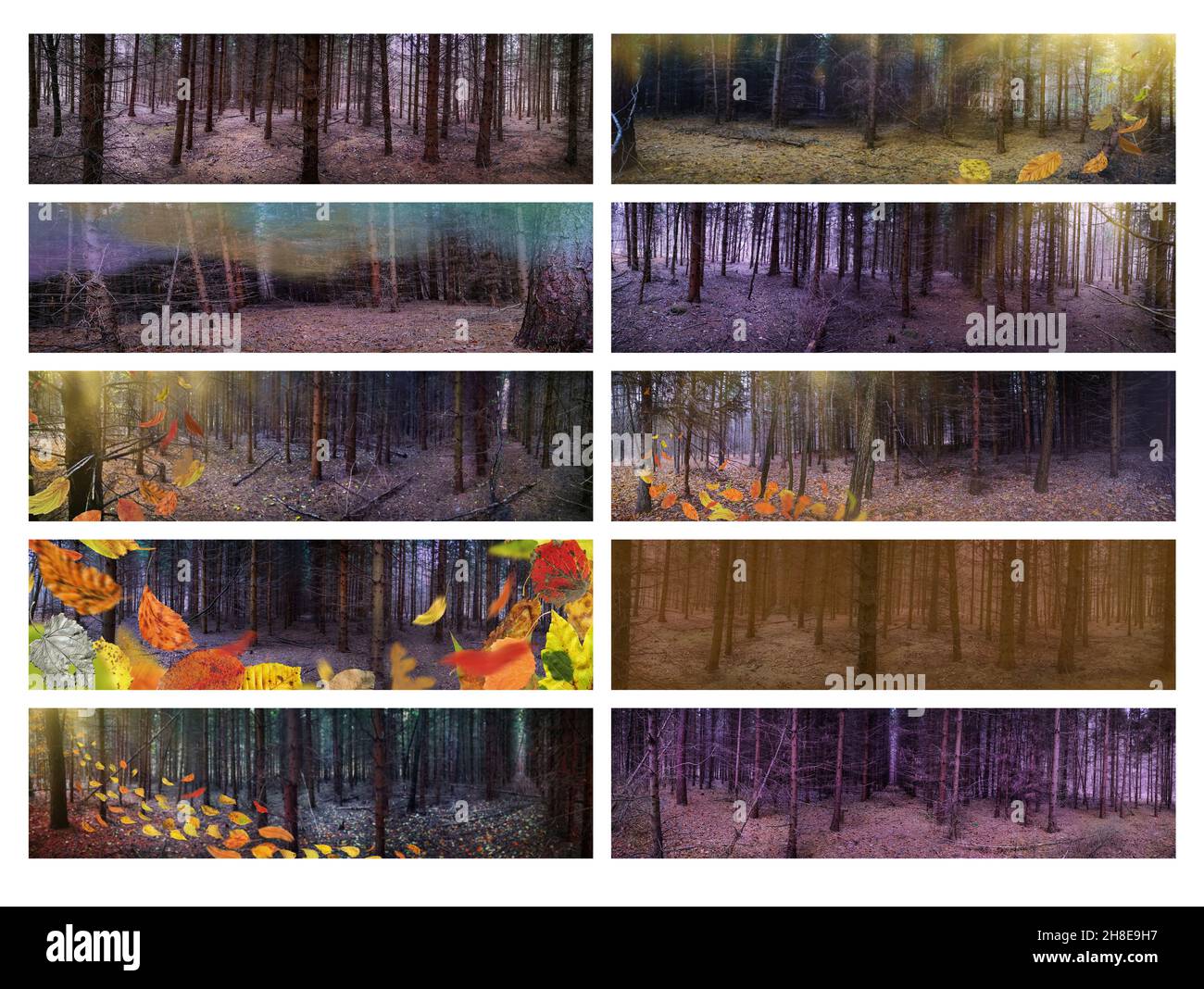 Panoramic photo of forest in autumn with colorful autumn leaves. Wide format photos collage. Stock Photo