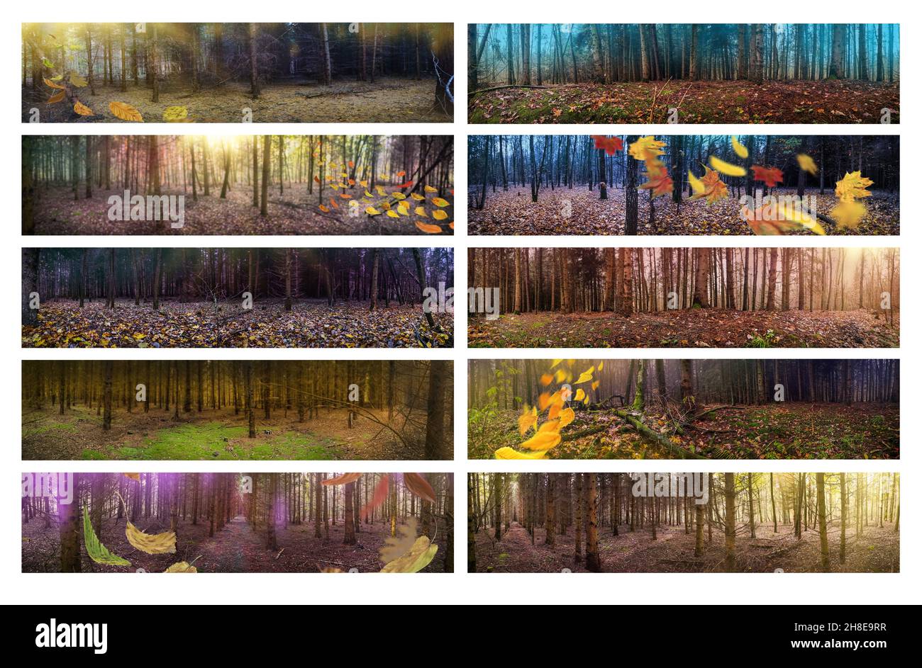 Panoramic photo of forest in autumn with colorful autumn leaves. Wide format photos collage. Stock Photo