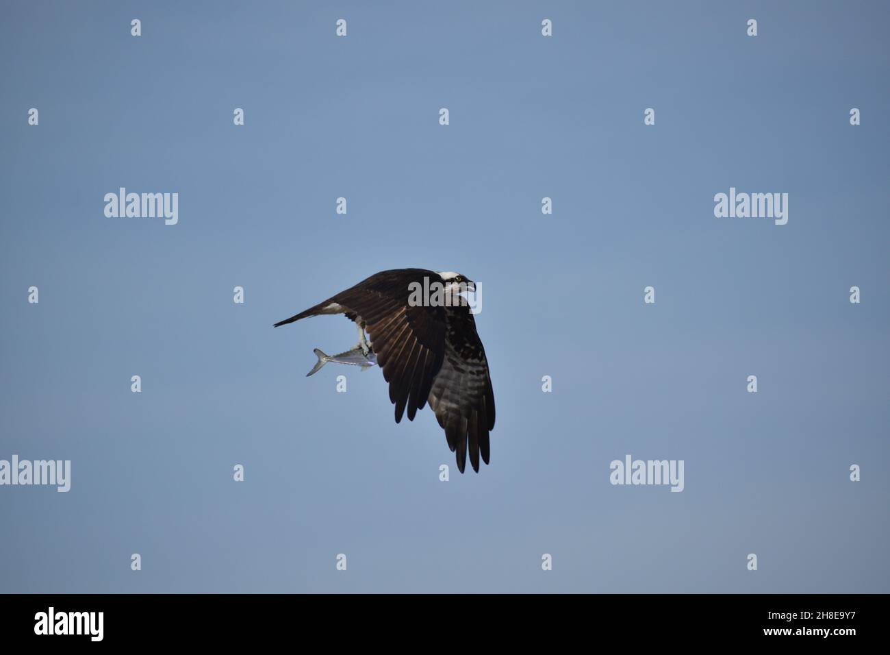 A large Osprey caught a fish. Stock Photo