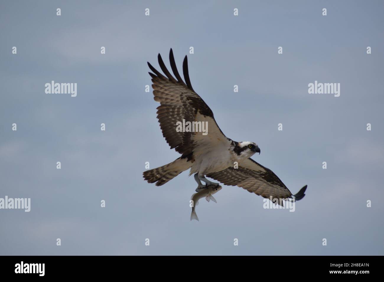 Closeup Osprey holding fish in talons during flight Stock Photo Alamy