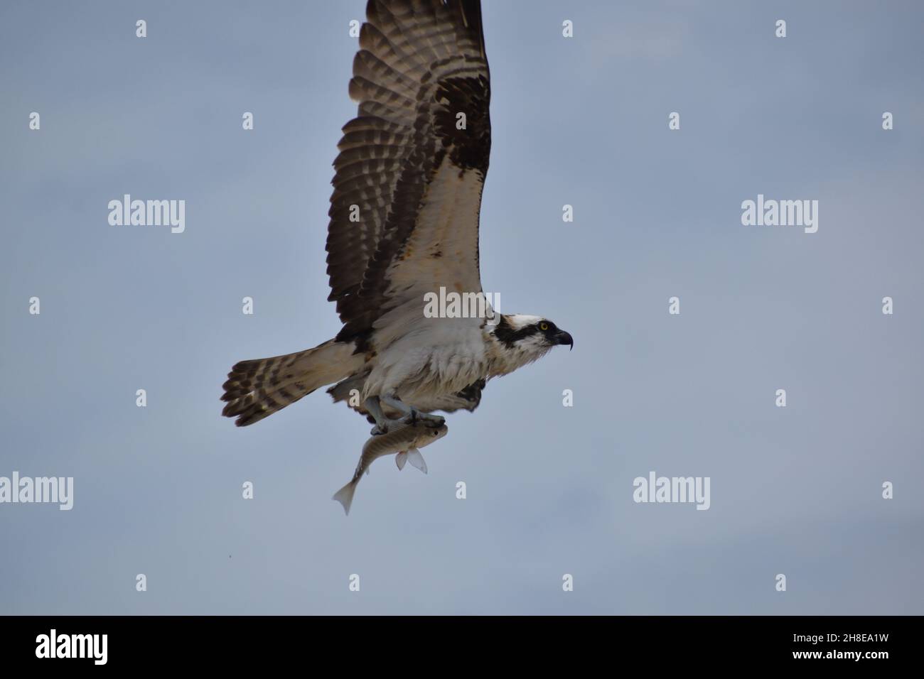 Close-up of an Osprey flying with a fish in its claws. Stock Photo